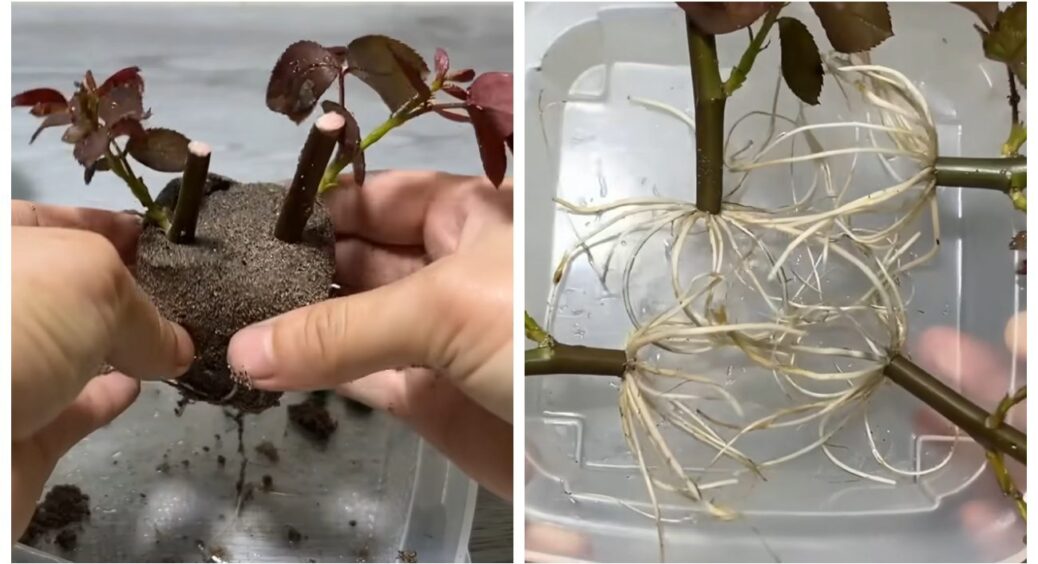 Я не купую саджанці — розмножую улюблені сама: лише 2 продукти з кухні, і троянди ростуть, як на дріжджах 