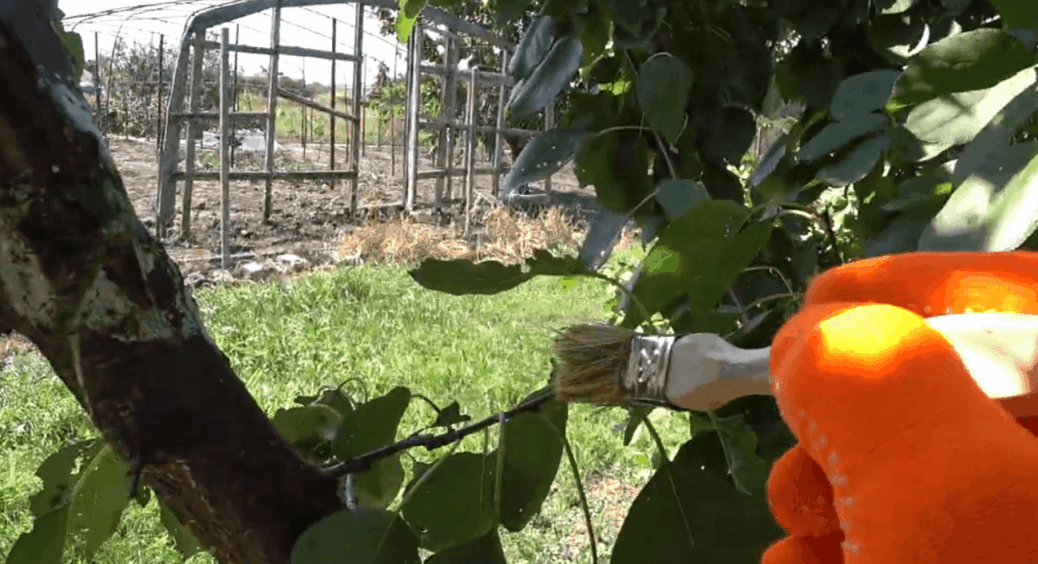 Чим замастити рани та тріщини на деревах: рецепт від 80-річного діда Петра, який інтернет навіть не шанує 