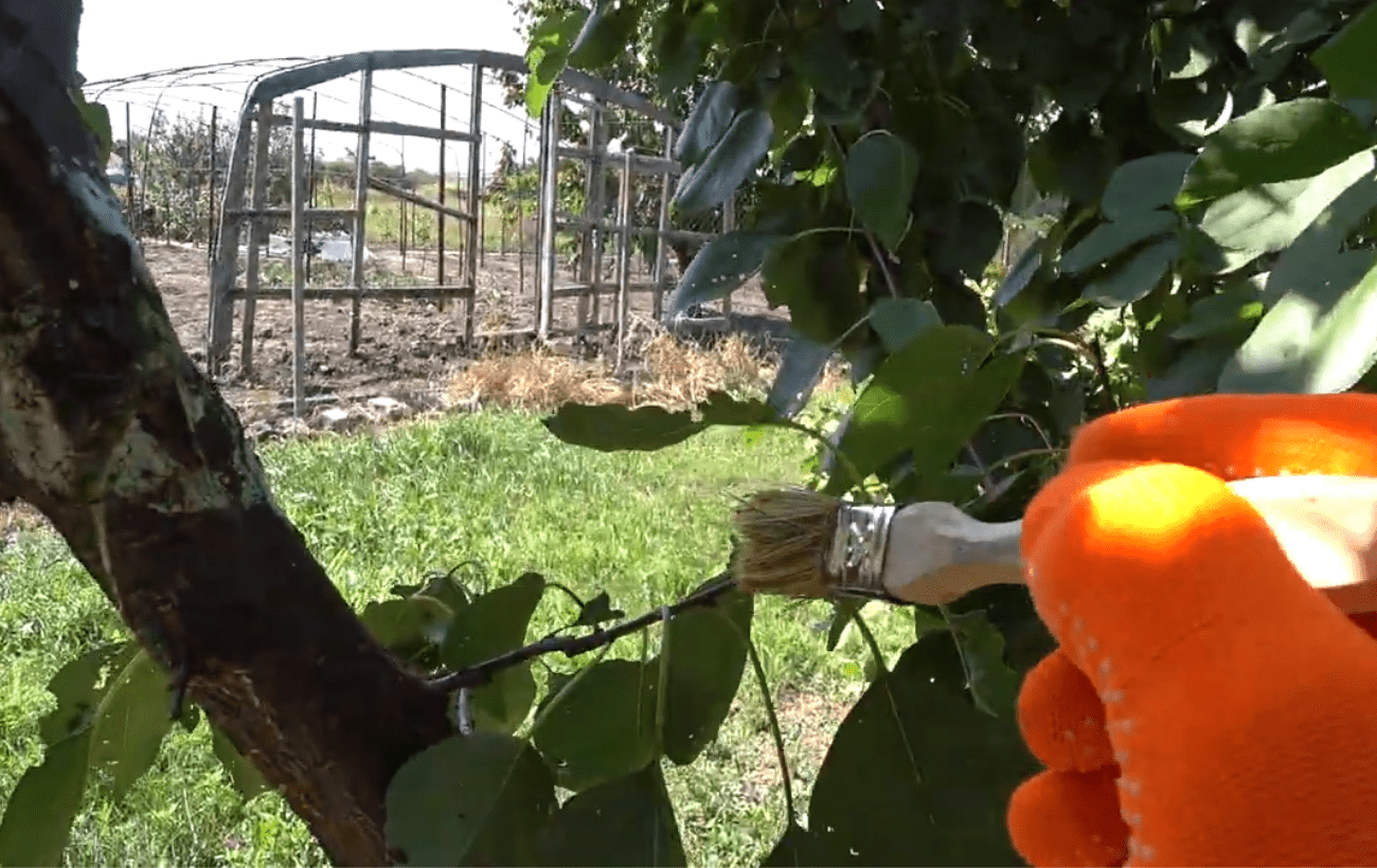 Садівники порадили народні засоби від тріщин на деревах