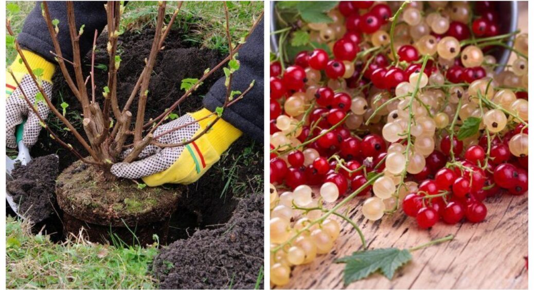 1 осінній день у саду та 3 правила посадки: врожай порічок влітку гарантовано червонітиме від задоволення 
