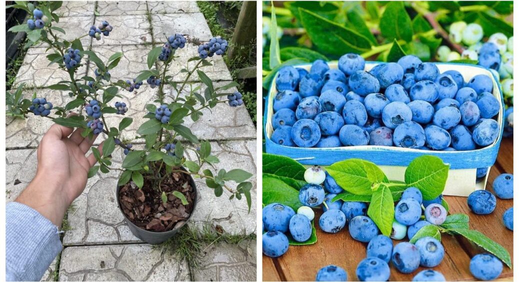 Сусідка збирає по 50 кг лохини за сезон: насипає це під кущі в листопаді – і влітку буде ягідний “бум” 