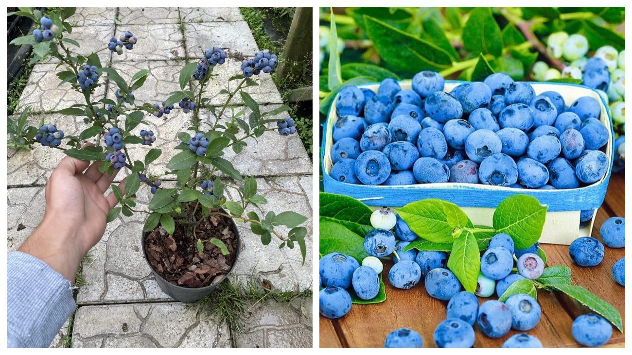 Садівники розповіли, чим підживити лохину в листопаді