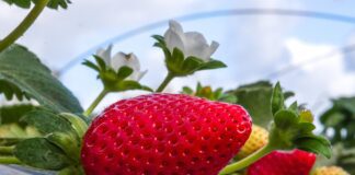 Садівники розповіли, чим важливо підживити полуницю до перших чисел листопада
