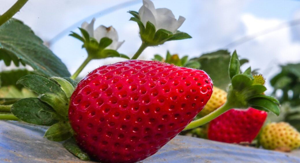 До 5 листопада полуниці – терміново: у 2026 році врожаю буде хоч греблю гати. Трюк кума-садівника 