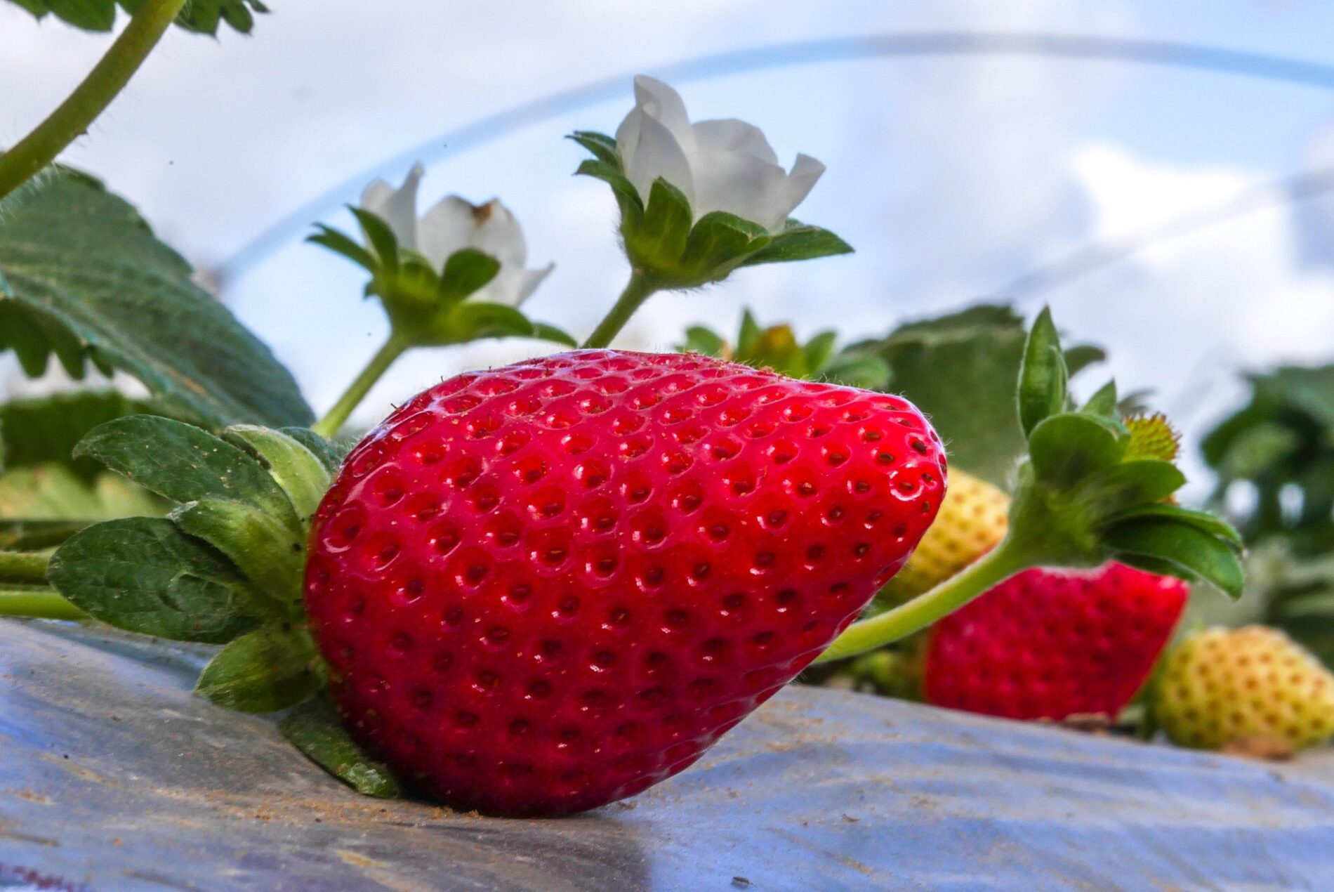 Садівники розповіли, чим важливо підживити полуницю до перших чисел листопада