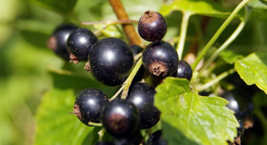 Як я за 5 років дачі зрозуміла, хто найбільший вампір саду: смородина висмоктала сили з усього ґрунту 