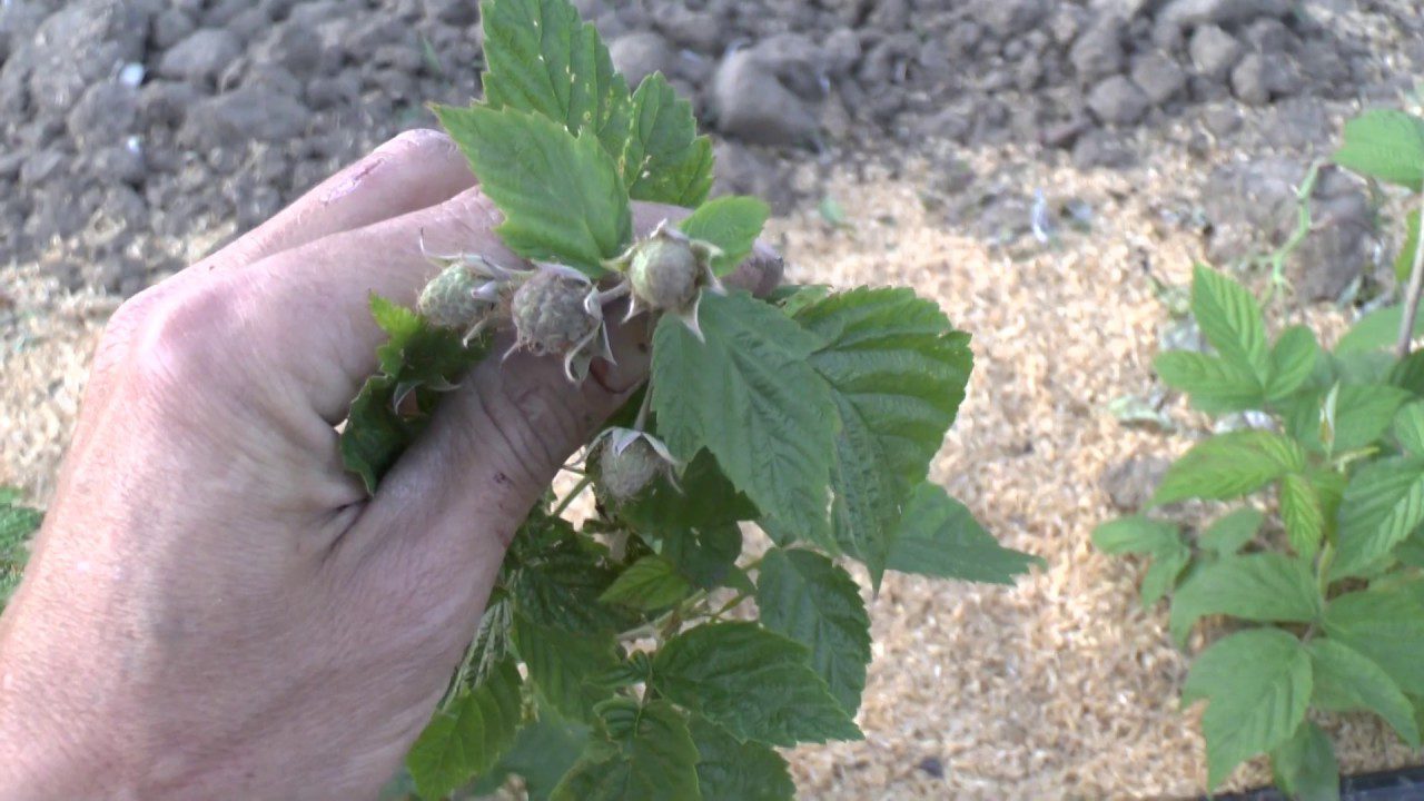 Досвідчені садівники розповіли, яка мульча найкраще підходить для малини восени