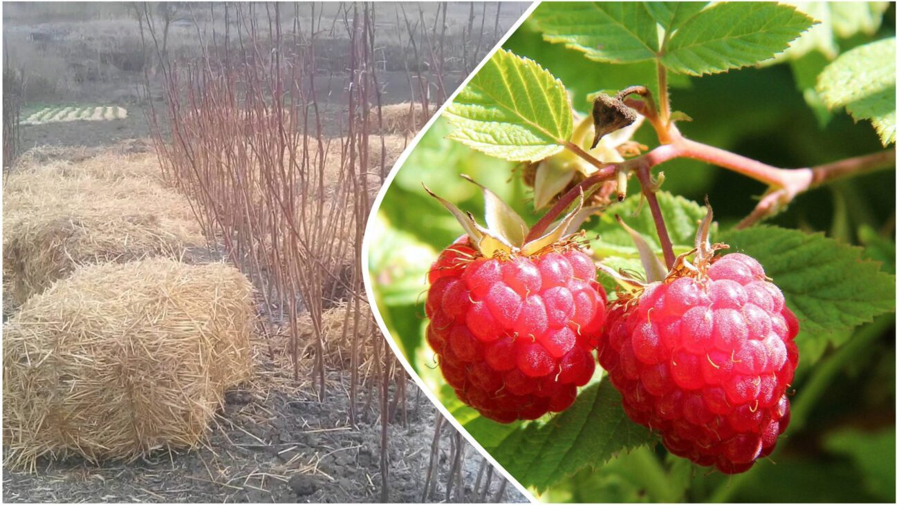Городники розповіли, як захистити малину від міцних морозів 