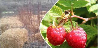 Городники розповіли, як захистити малину від міцних морозів 