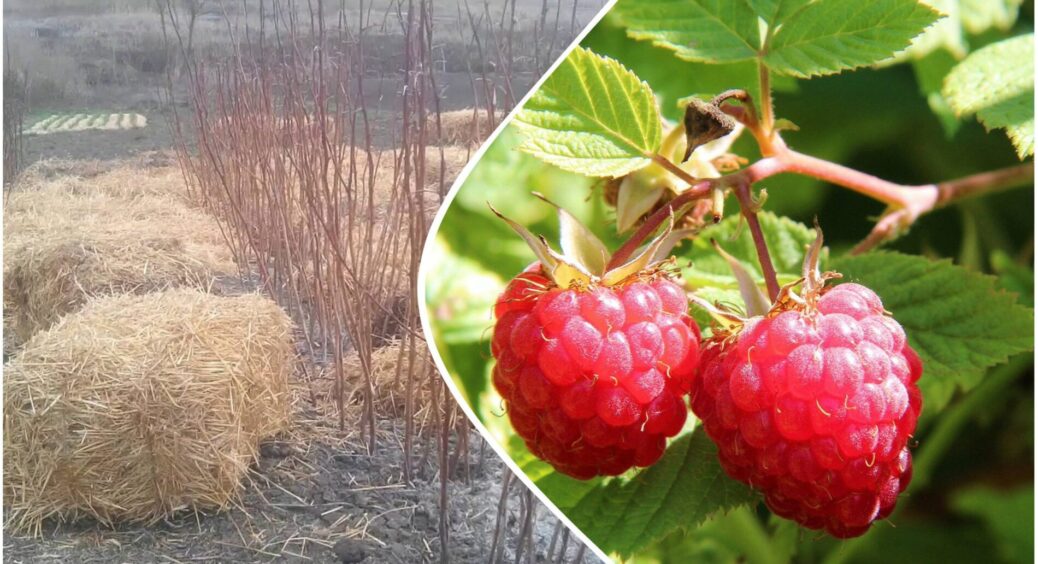 Як посадити малину восени? Так, як робили ще наші діди: 1 способом й без дорогих добрив та складних схем 