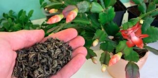 Квітникарі розповіли, як зробити натуральне підживлення для цвітіння декабриста