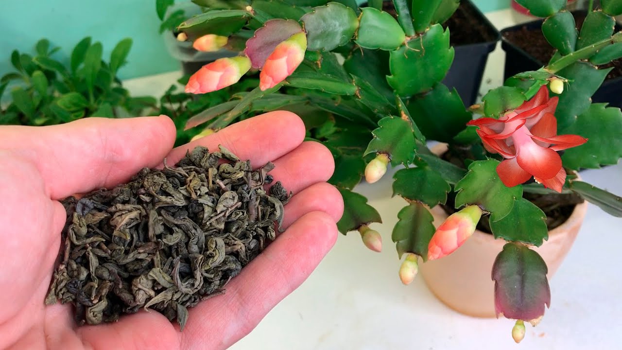 Квітникарі розповіли, як зробити натуральне підживлення для цвітіння декабриста