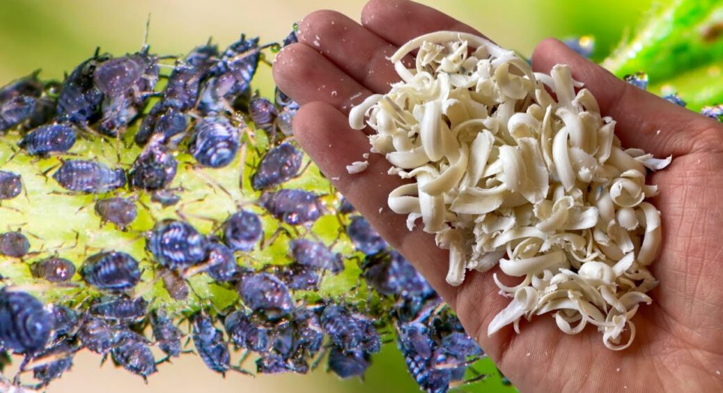 Саме цей запах не переносять усі види попелиці: 12 годин очікування, і настій від попелиці готовий 