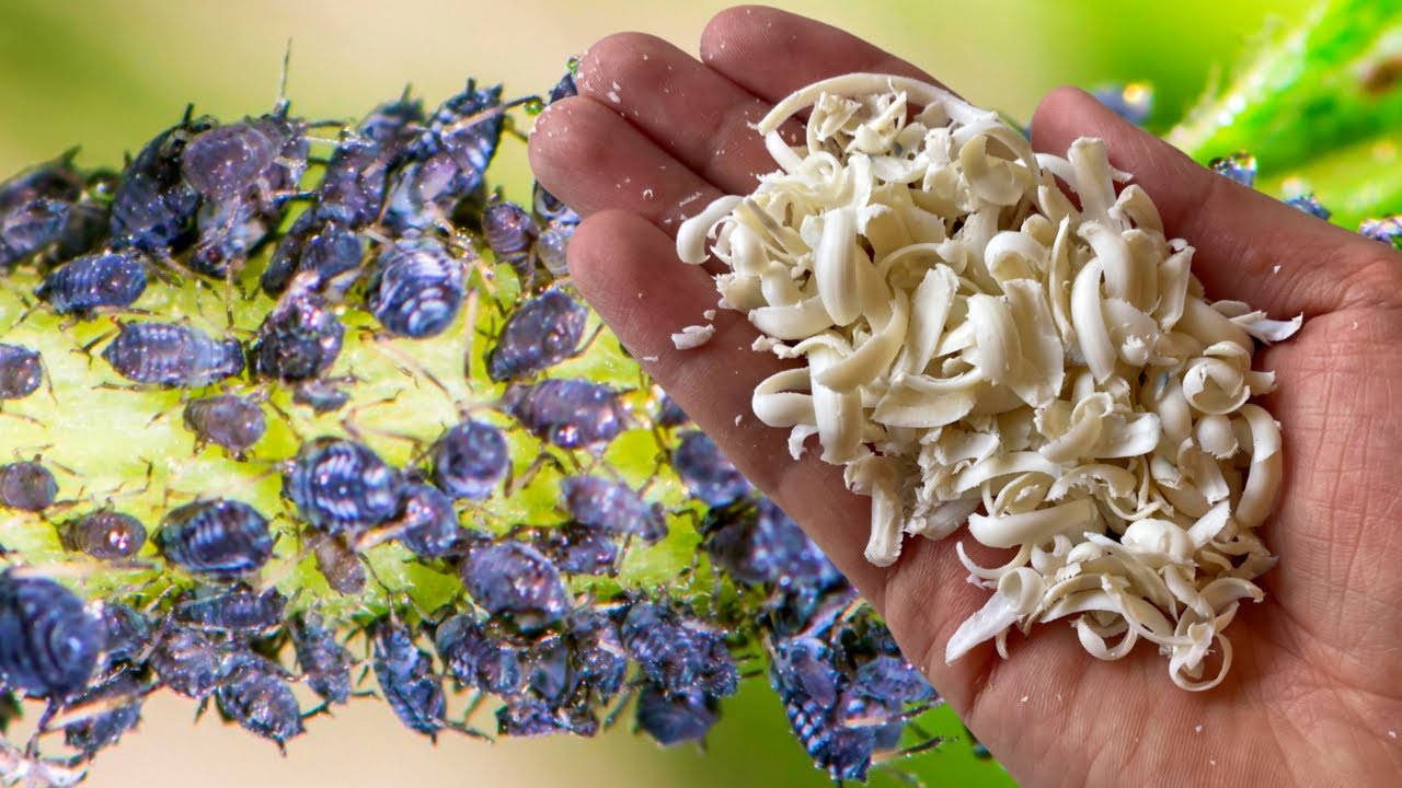 Городники розповіли, як приготувати засіб від попелиці на основі часнику та мила