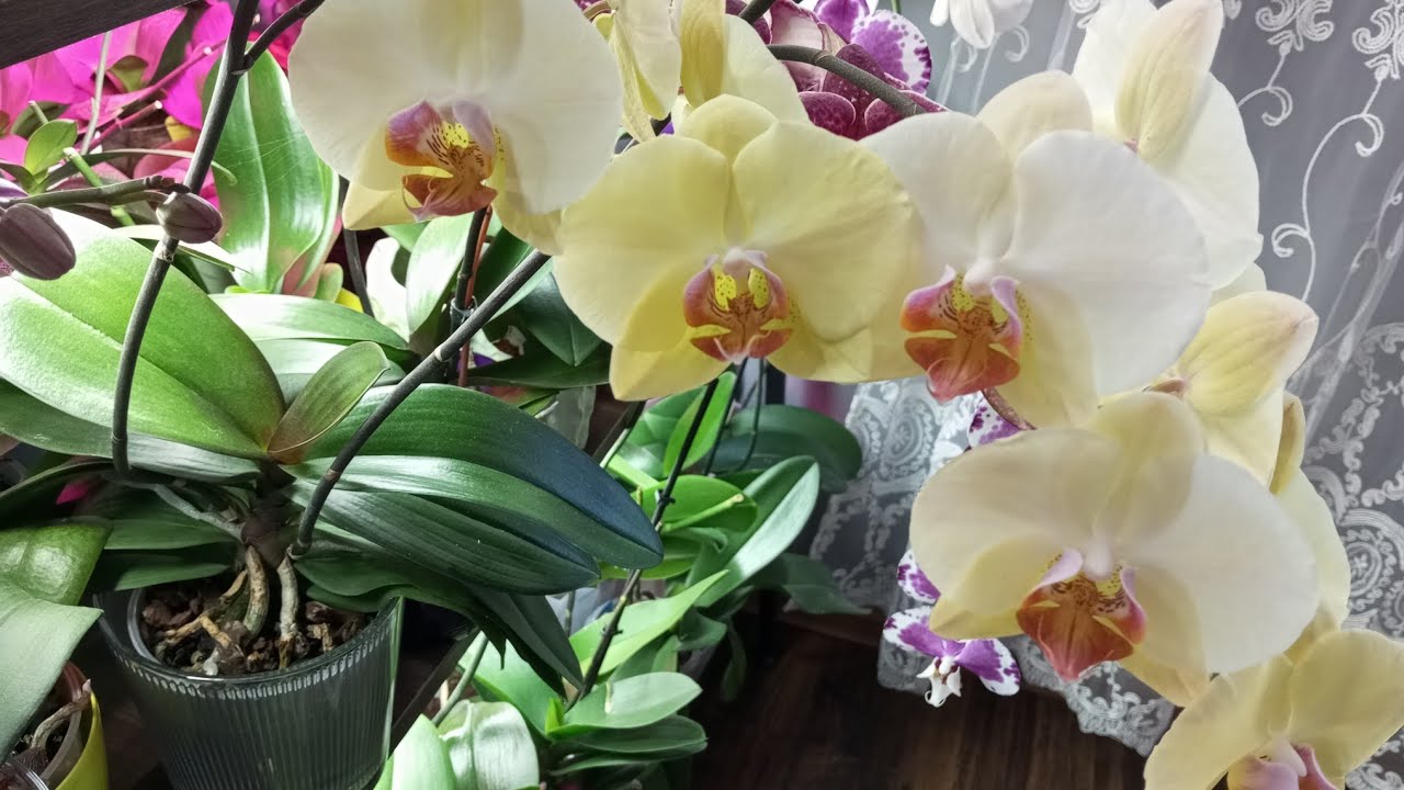 Квітникарі назвали засіб, який оживляє орхідею та стимулює формування бутонів
