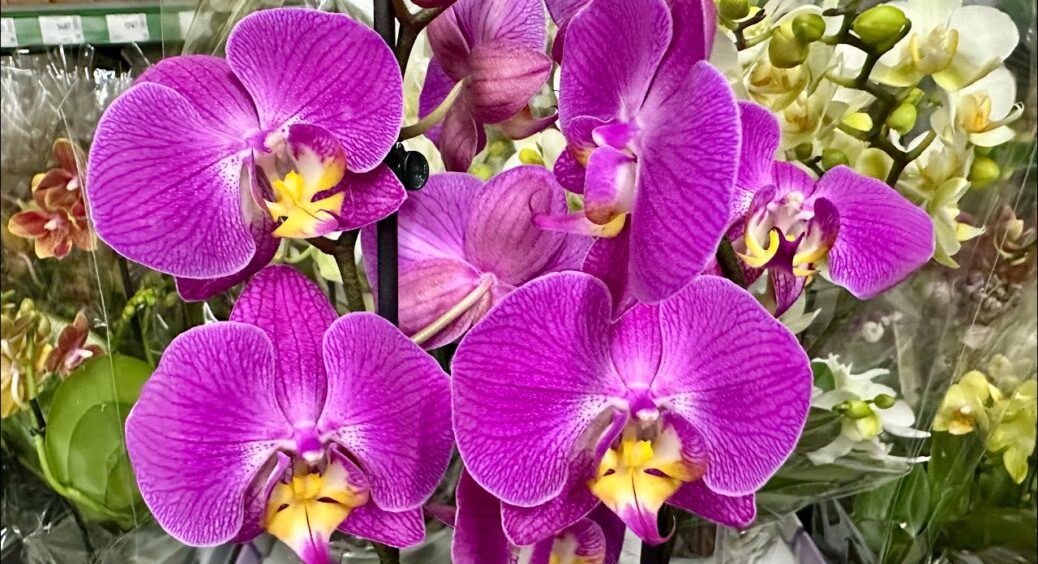 Після 1 обробки мої орхідеї вкрилися яскравими бутонами – секрет простий, але про нього мовчать у магазинах 