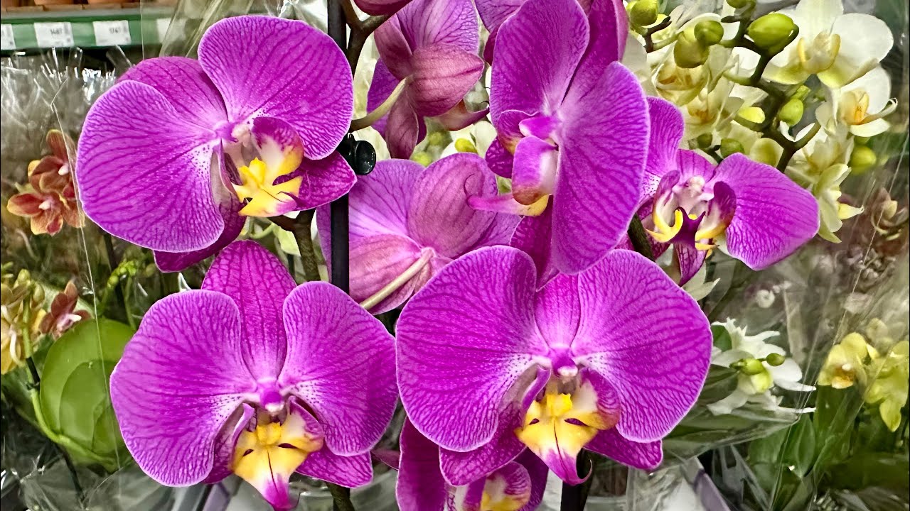 Квітникарі назвали засіб, який оживляє орхідею та стимулює формування бутонів