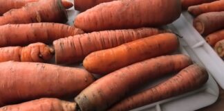 Городники розповіли, який сорт моркви не втрачає солодкість при зберіганні 