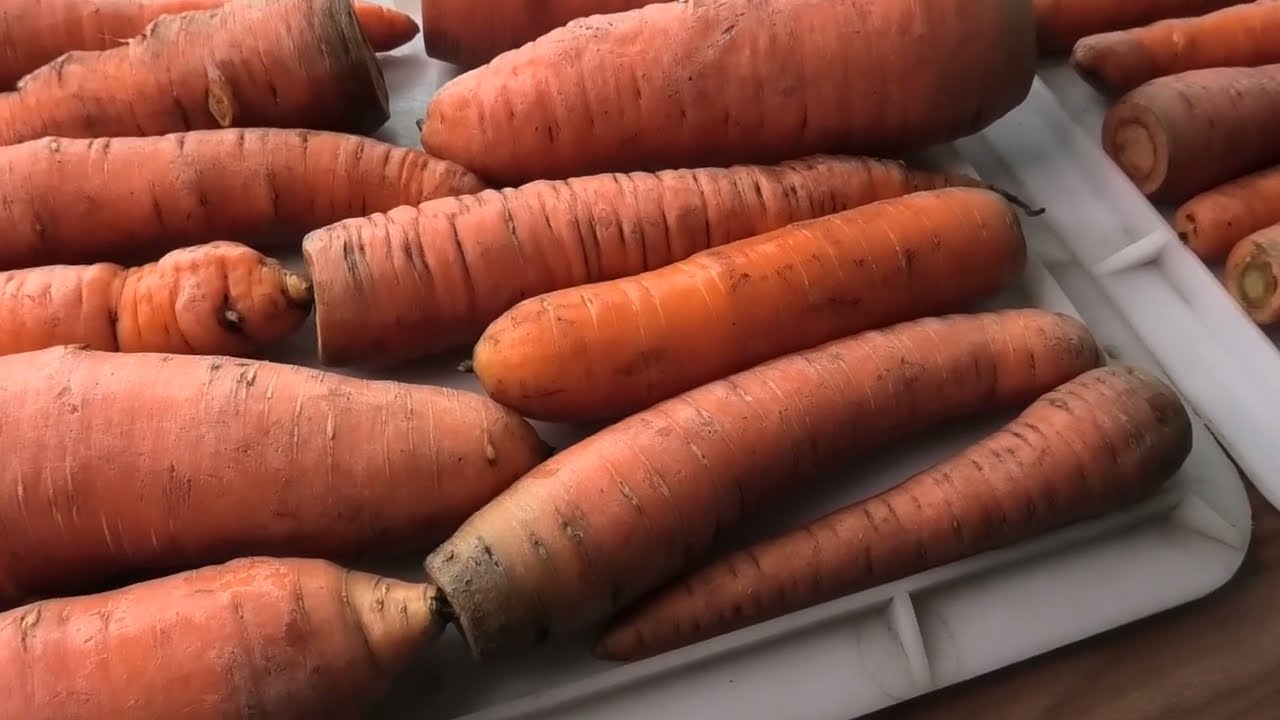 Господині розповіли, як зберігати моркву, щоб вона не пліснявіла