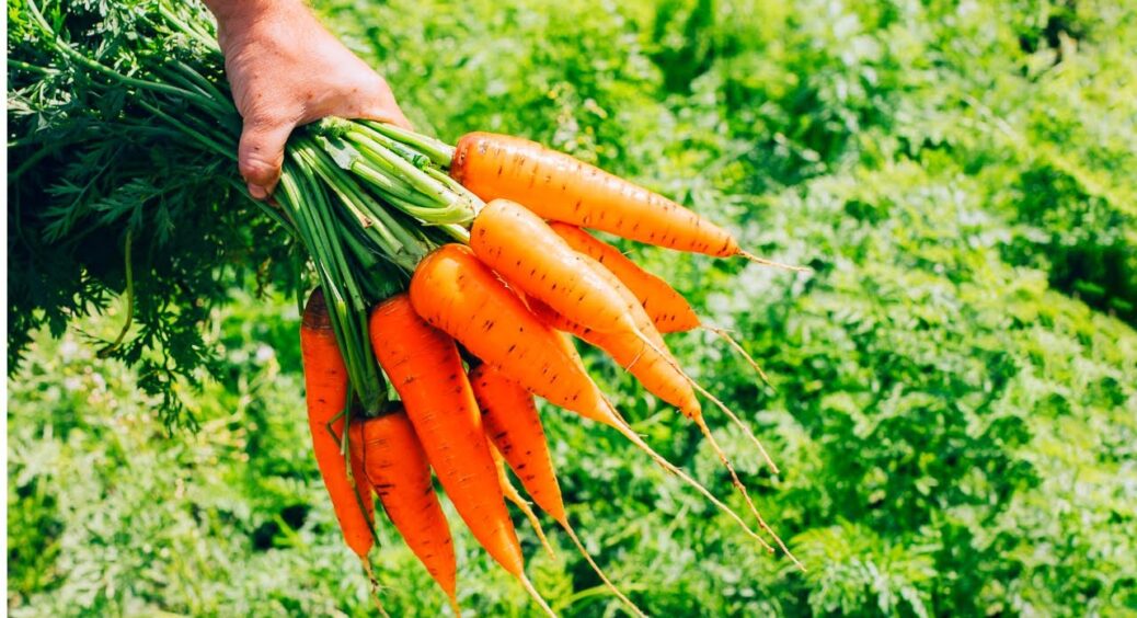 Це має знати кожен дачник: як правильно зберігати моркву на балконі – 3 робочі “трюки”, які не підведуть 