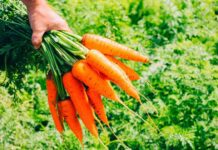 Це має знати кожен дачник: як правильно зберігати моркву на балконі – 3 робочі “трюки”, які не підведуть Дачники поділилися 3 способами, як зберегти урожай моркви на балконі