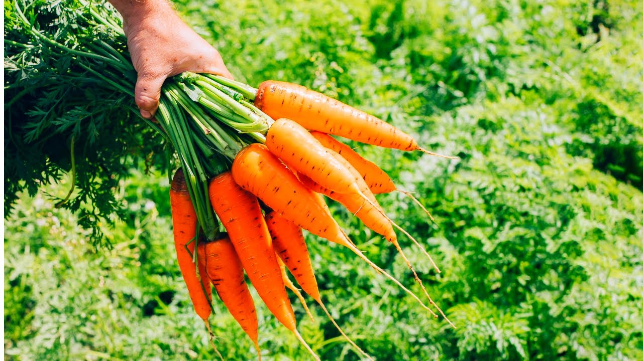Городники розповіли, який сорт моркви не втрачає солодкість при зберіганні  