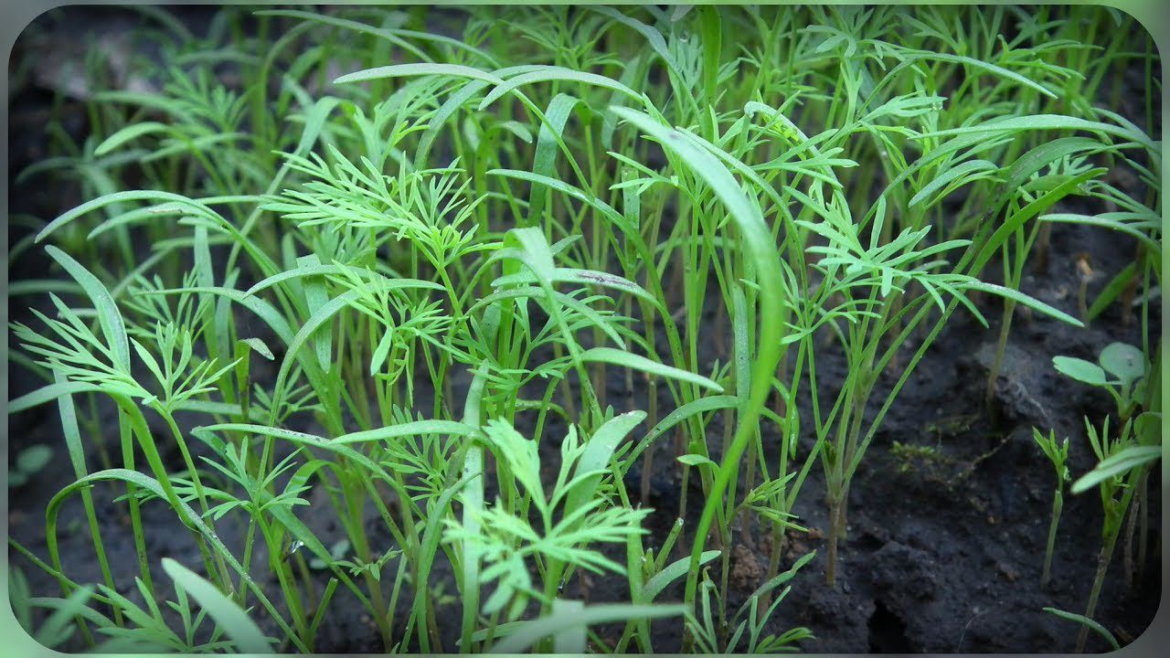 Городники розповіли, як без зайвих зусиль виростити кріп восени та взимку