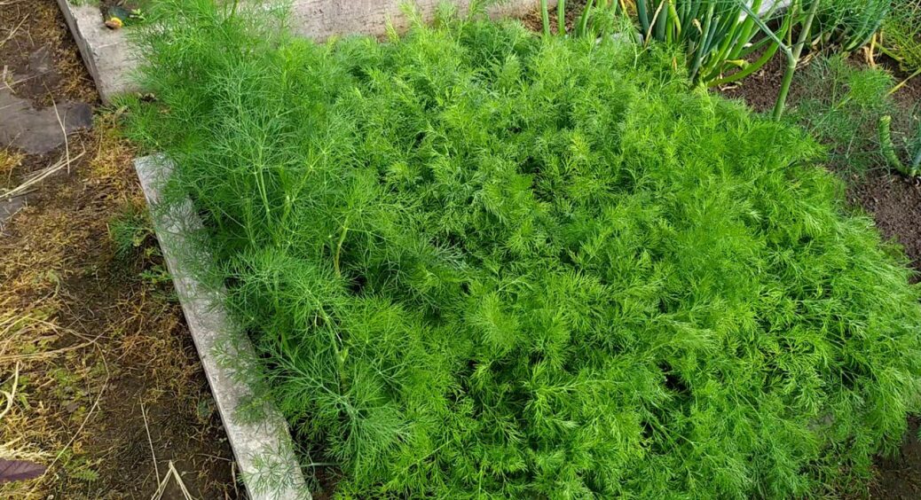 Посіяла кріп у восени – сусіди не вірили: у квітні пучки по 25 см без парасольки, а в них ще й не зійшов 