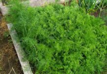 Кум-городник із 40-річним досвідом підказав, як виростити пухнастий кріп в листопаді – неочікувані помічники Експерти розповіли, як правильно посіяти кріп під зиму