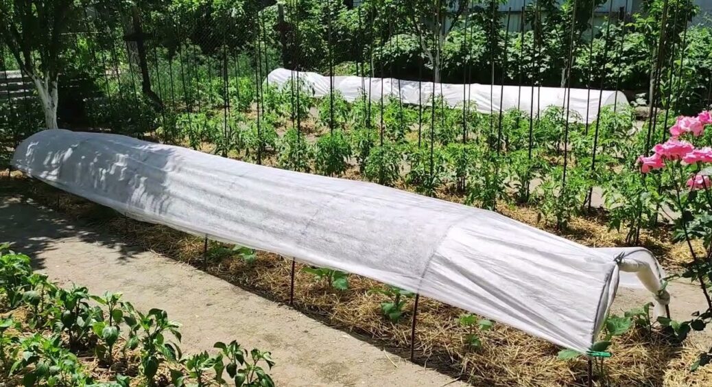 Город без зайвого: як виростити більше, заморочуючись при цьому значно менше – трюк кмітливих агрономів 