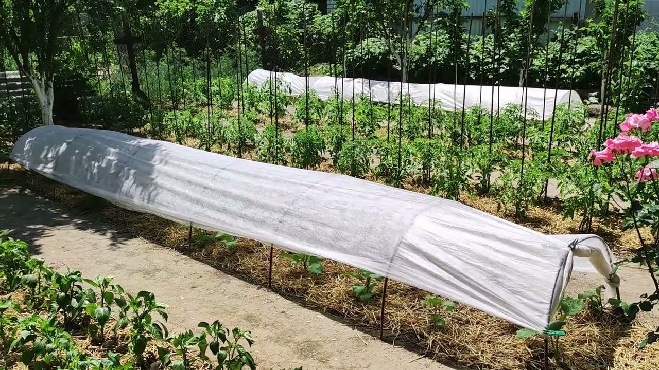 Агрономи поділилися практичними порадами, які спростять догляд за городом