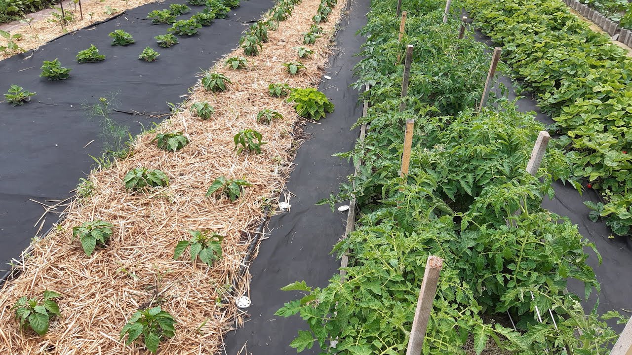 Агрономи поділилися практичними порадами, які спростять догляд за городом