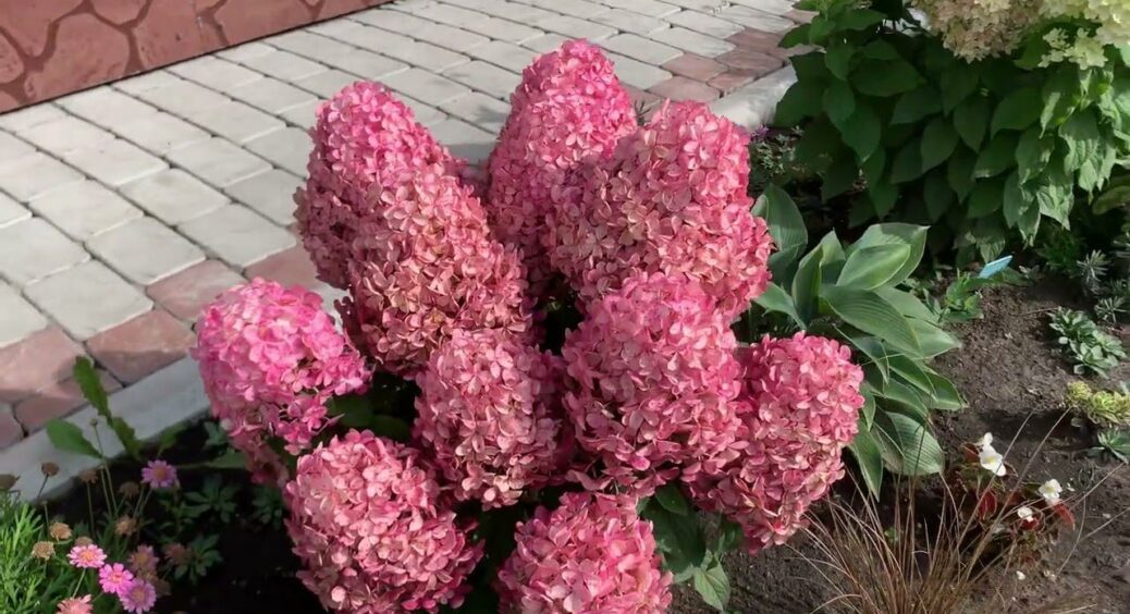 Гортензіям у жовтні до заморозків – терміново: проводжу лише 3 заходи – і радію пишним шапкам квітів 