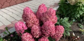 Садівники поділилися важливими заходами з догляду за гортензіями восени