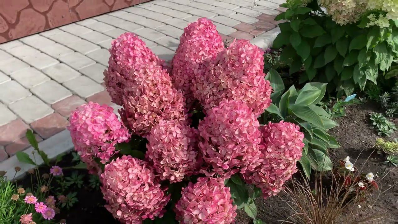 Садівники поділилися важливими заходами з догляду за гортензіями восени