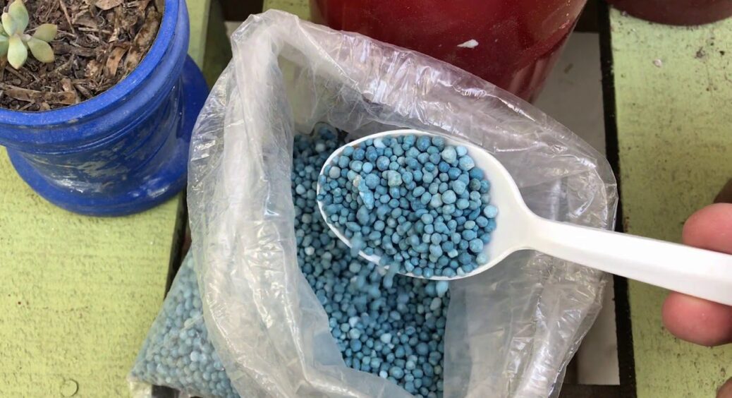 Розібралася в особливостях нітрофоски: ось як правильно застосовувати це добриво – ефект на 10 з 10 