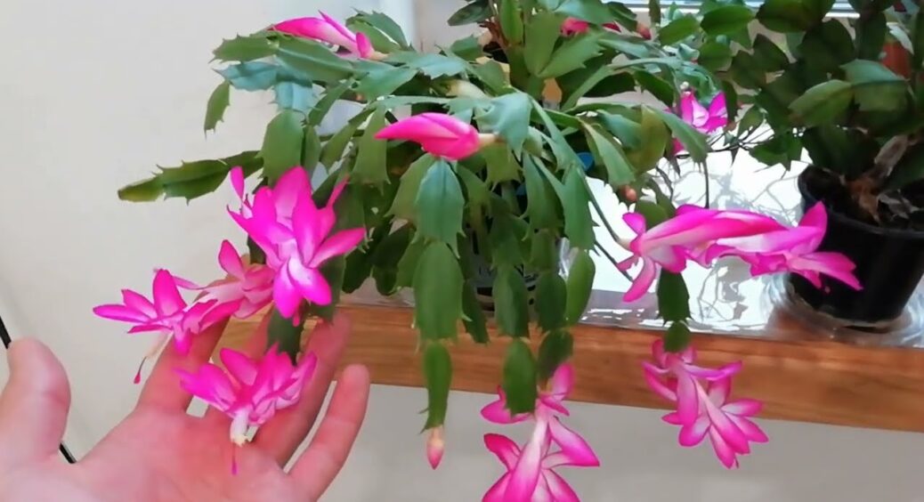 Не вірила, поки не перевірила: 1 жменя у 200 мл води – і декабрист розпускає бутони вже з 1 листопада 