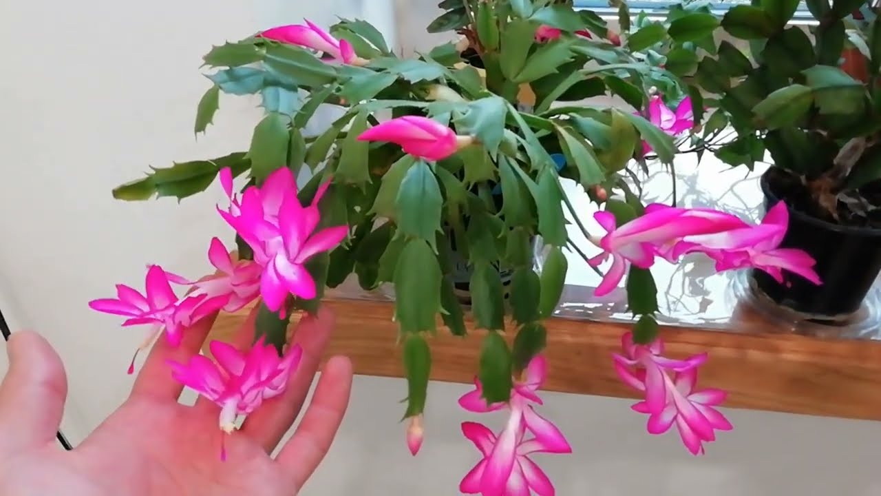 Квітникарі розповіли, чим підживити декабриста для стимуляції утворення бутонів