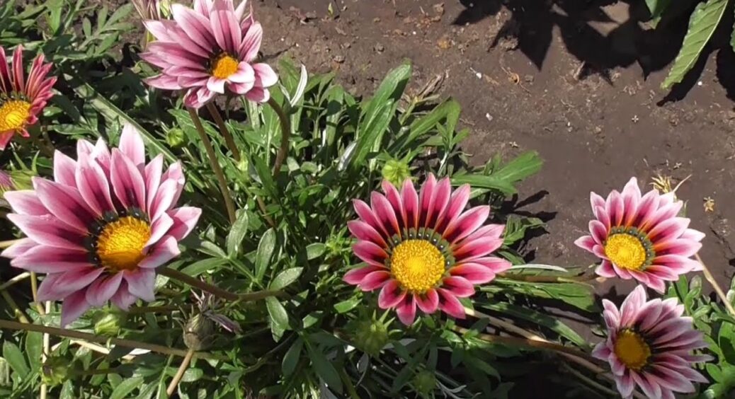 Ця 1 розкішна рослина “поливає” себе сама: знайшла ідеальну квітку для будь-якої дачної ділянки – 0 клопотів 