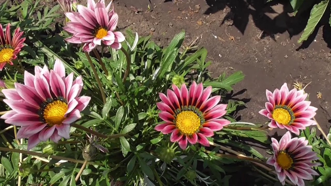 Квітникарі назвали невибагливу квітку для дачі, за якою непотрібен догляд