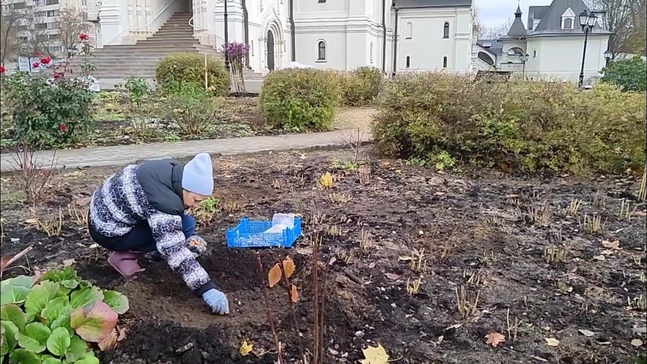 Дачники розповіли, що потрібно обов'язково встигнути зробити у листопаді в саду