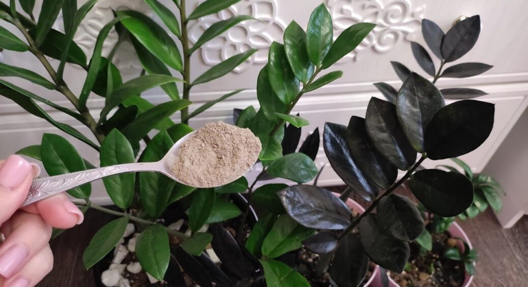 1 ложка в горщик – і заміокулькас тоне в листі, а бульби – величезні, як кавуни: ділюсь дієвим підживленням 