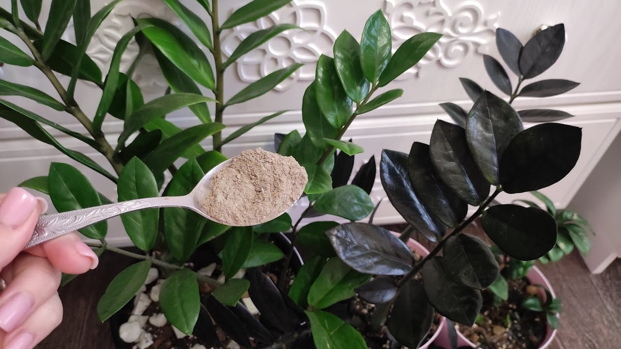 Квітникарі розповіли, чим підгодувати заміокулькас для росту бульб та листя