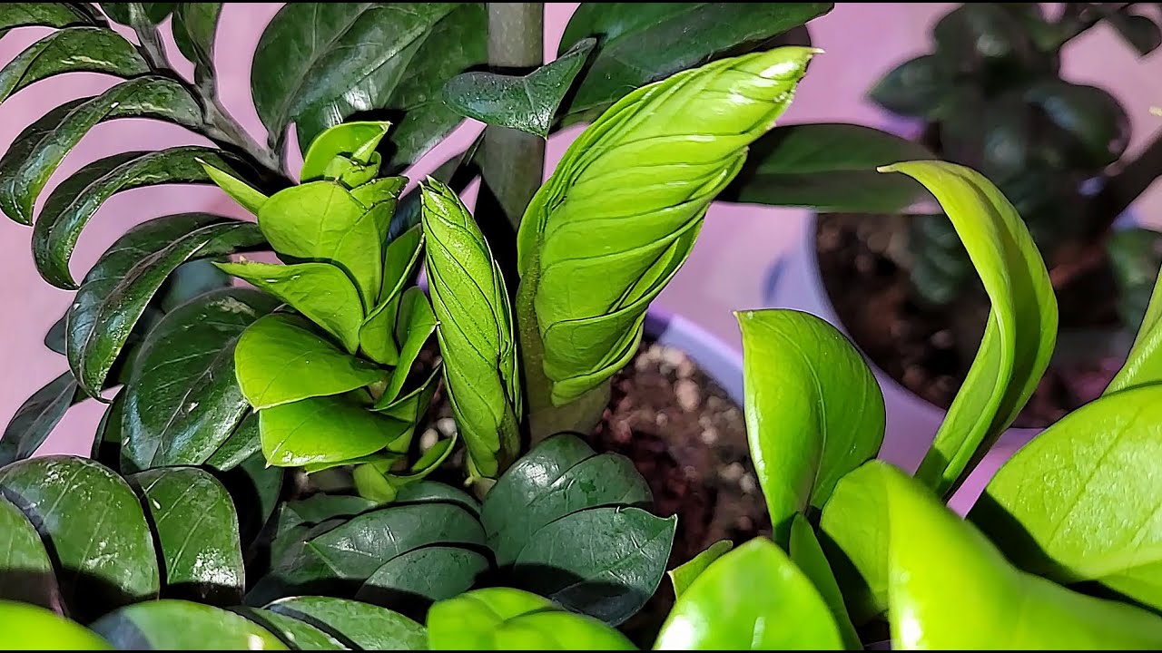 Квітникарі розповіли, чим підгодувати заміокулькас для росту бульб та листя
