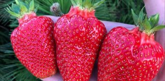 Городники назвали осіннє чудо-добриво для весняного врожаю полуниці 
