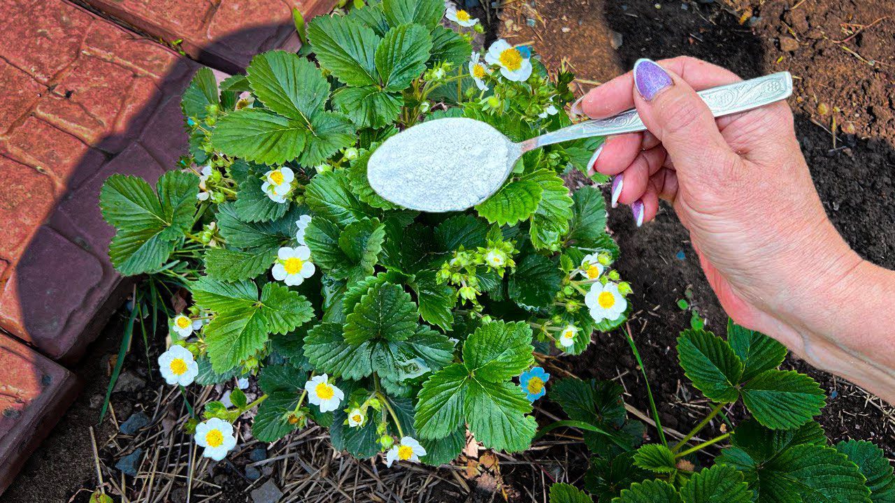 Агрономи поділилися простою та дуже ефективною схемою підживлень полуниці