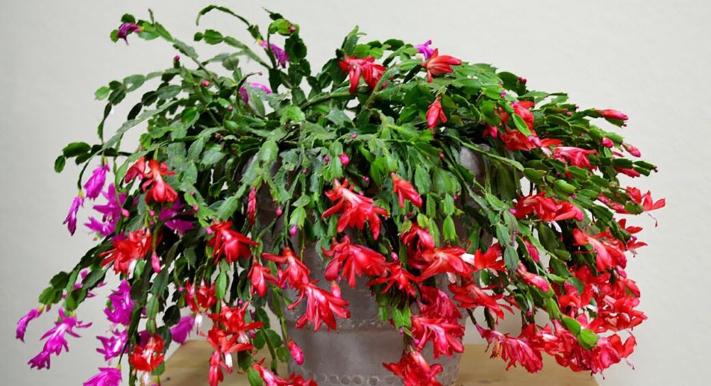 Декабрист цвіте 3 рази на рік: роблю 1 трюк після кожного цвітіння – і він знову викидає бутони за місяць 