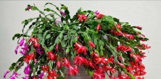 Експерти розповіли, як допомогти декабристу зацвісти