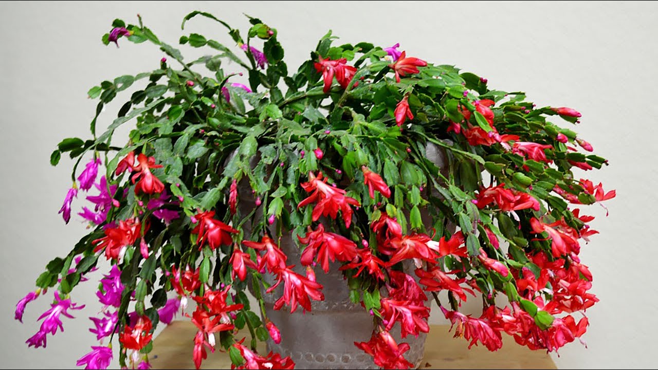 Експерти розповіли, як допомогти декабристу зацвісти