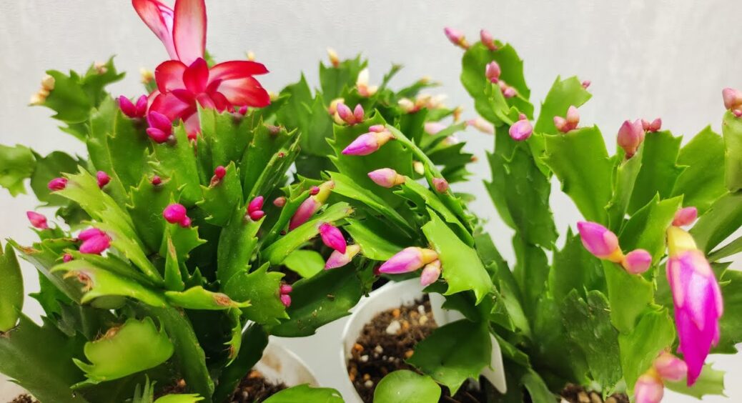 Покрокова інструкція, як “розбудити” декабрист у листопаді – під свята потішить яскравими квіточками 